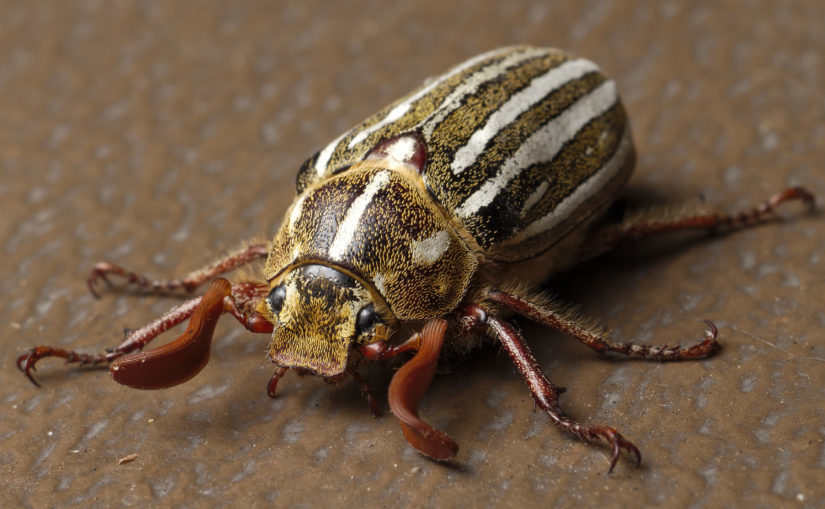 Episode 119 – Gold Feathered Beetle